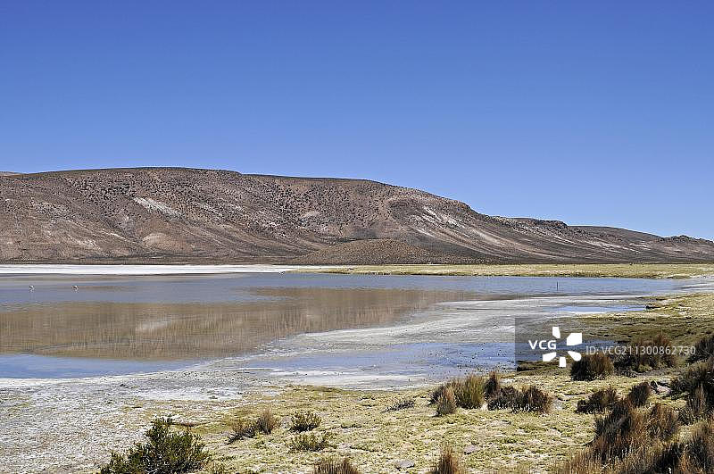 苏里雷盐沼的草地植被景观，智利北部高原图片素材