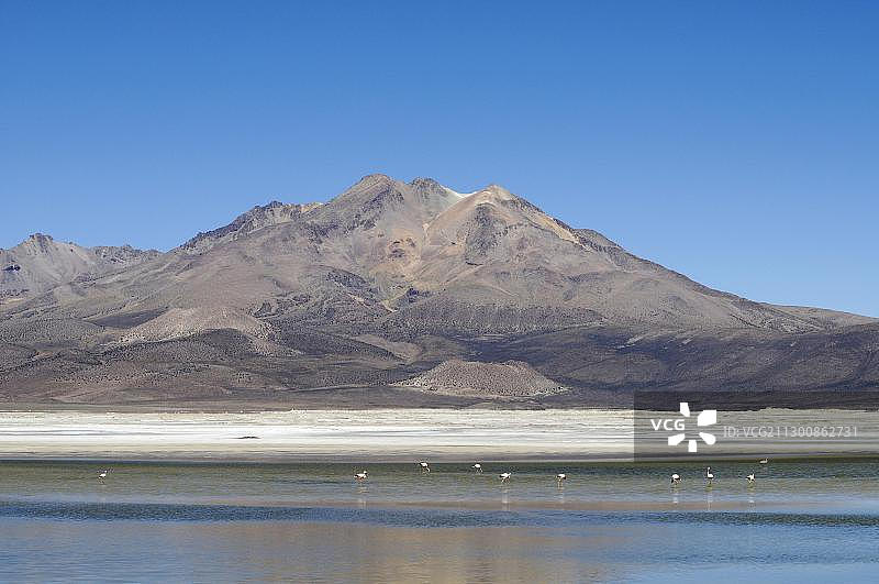 苏里雷盐沼的火烈鸟图片素材