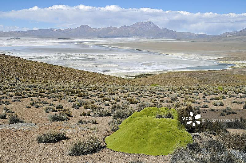 苏里雷盐湖，盐湖，维库尼亚国家保护区，劳卡国家公园，高原，北部大区，智利北部，智利，南美洲图片素材