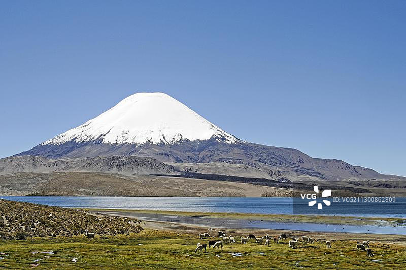 原驼,帕里纳科塔火山, Chungara湖,劳卡国家公园,Altiplano高原,智利北部,智利,南美洲图片素材