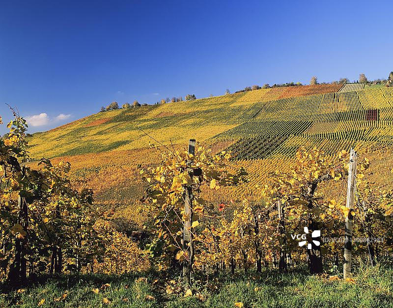 德国巴登-符腾堡州乌尔巴赫附近的秋季葡萄园图片素材