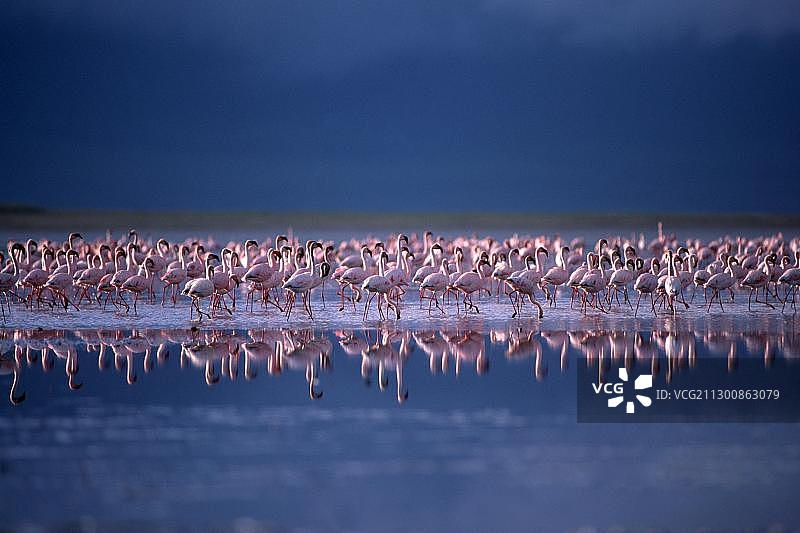 非洲坦桑尼亚恩戈罗恩戈罗火山口马加迪湖的小红鹳图片素材