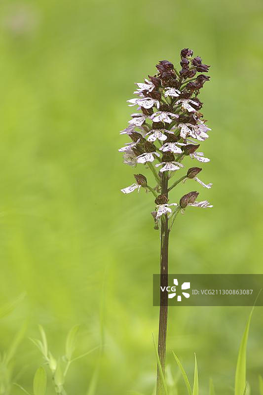 紫斑红门兰图片素材