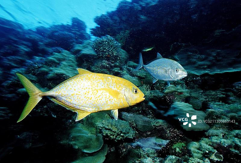 猎捕橙斑鲹或金斑鲹，红海，苏丹，非洲图片素材