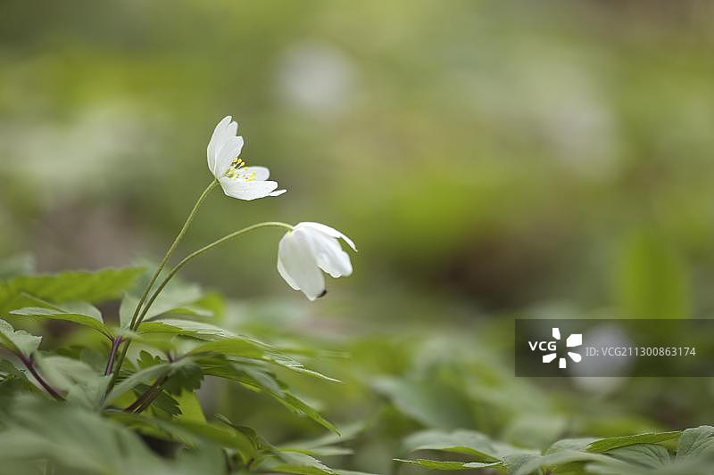 银莲花图片素材