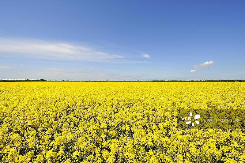盛开的油菜田，巴特，梅克伦堡-前波莫瑞州，德国，欧洲图片素材