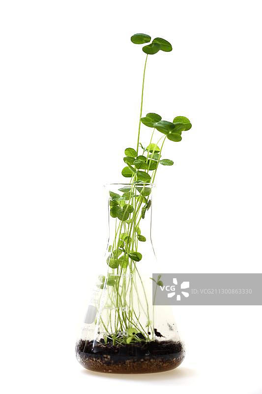 烧瓶中的三叶草幼苗图片素材