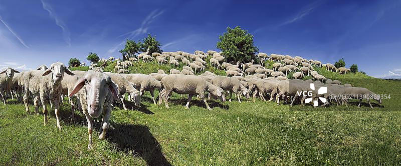 巴伐利亚阿尔特米尔塔尔地区的绵羊在山上吃草图片素材