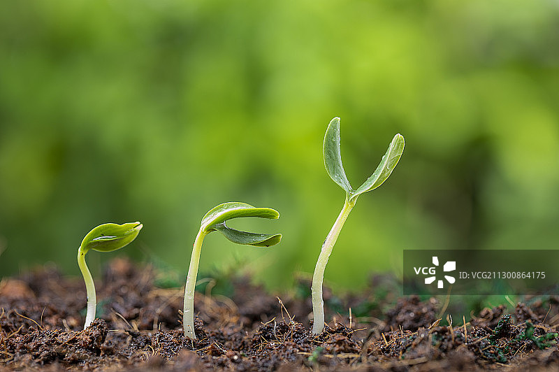 三株幼苗沐浴着阳光图片素材