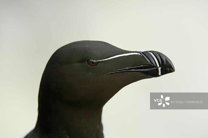 海雀（Alca torda）图片素材