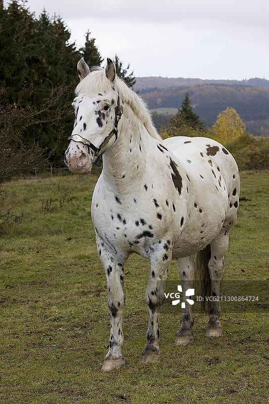阿帕卢萨花斑马，德国莱茵兰-普法尔茨火山埃ifel地区图片素材
