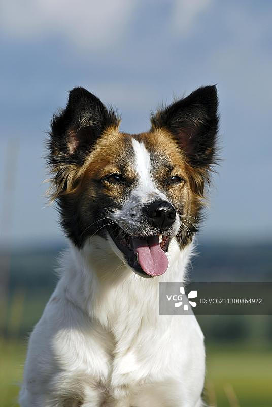 克罗姆福兰德犬户外肖像图片素材