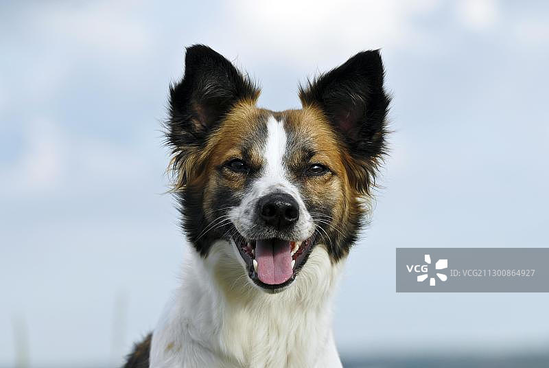 克罗姆福兰德犬户外肖像图片素材