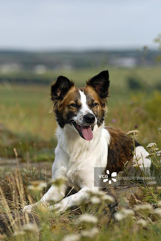 草地上的克罗姆福兰德犬图片素材