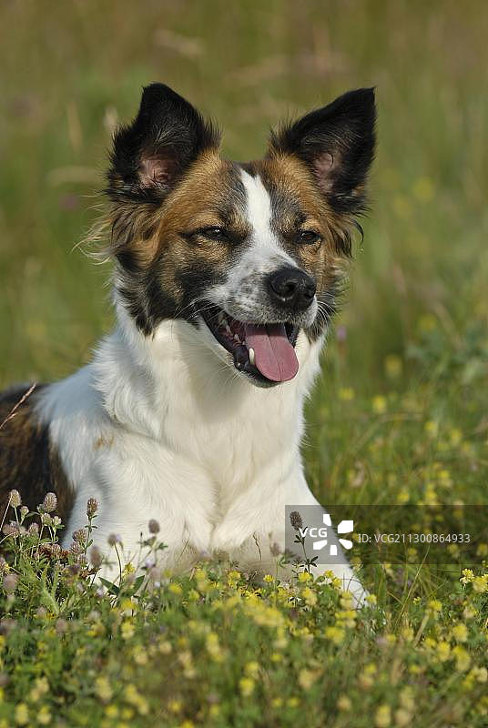 草地上的克罗姆福兰德犬图片素材