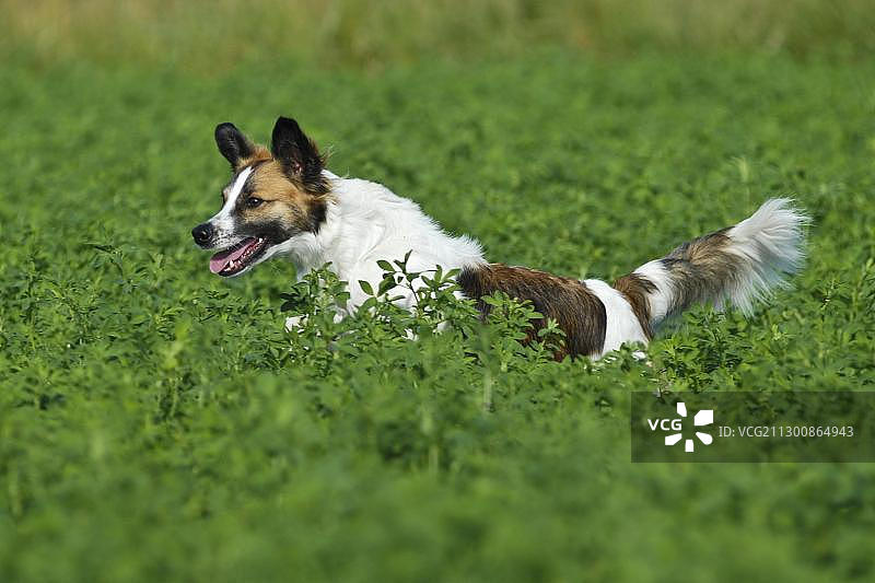 草地上奔跑的克罗米福兰德犬图片素材