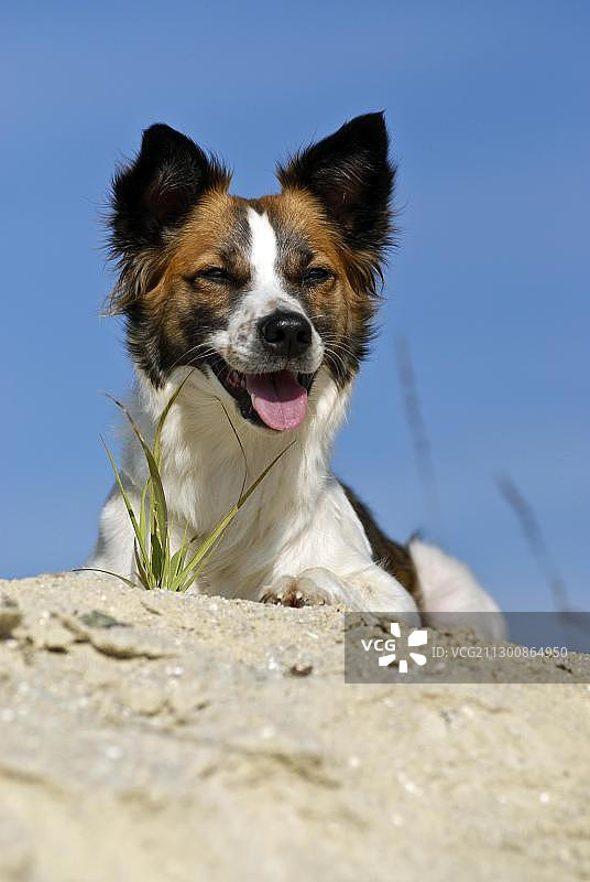 克罗姆福兰德犬趴在沙堆上图片素材