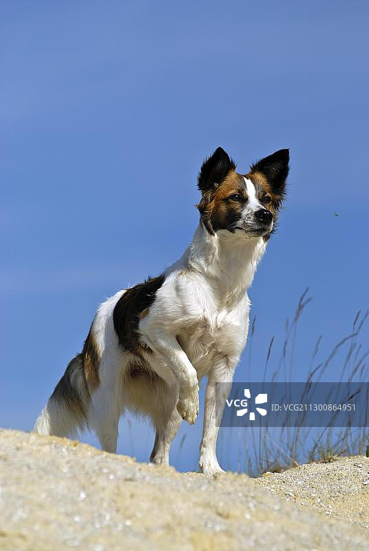 站在沙堆上的克罗姆福兰德犬图片素材