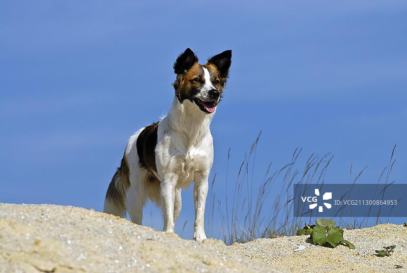 站在沙堆上的克罗姆福兰德犬图片素材