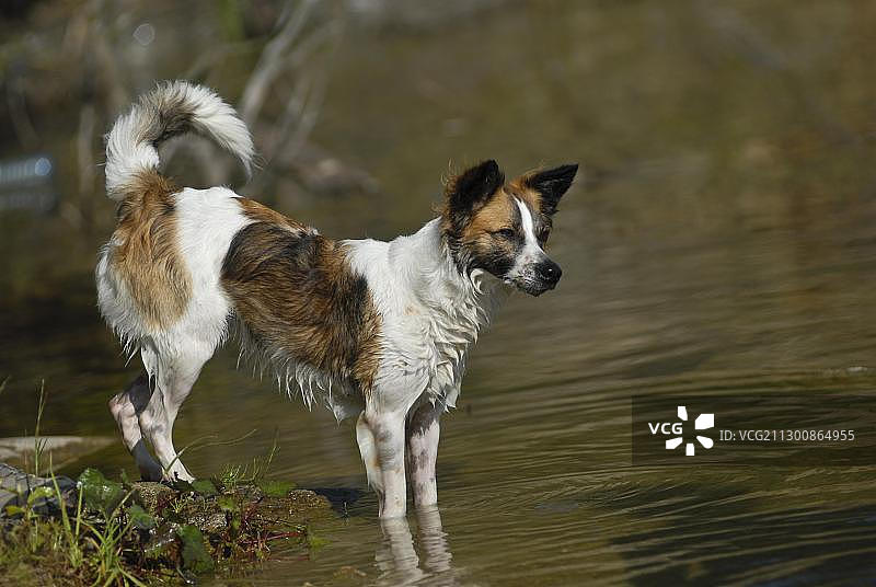 克罗姆福兰德犬站在水中图片素材