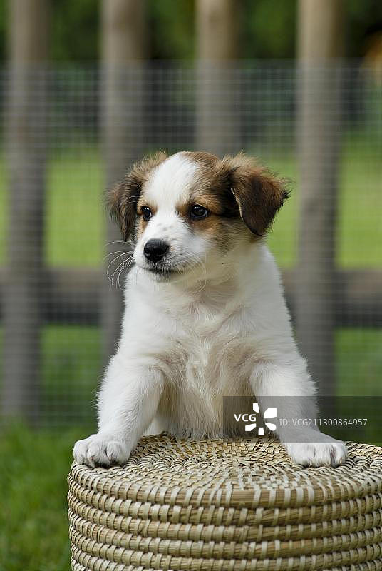 克罗米福兰德小狗爬上柳条凳图片素材