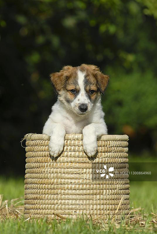 克罗米福兰德犬幼犬坐在柳条筐里图片素材