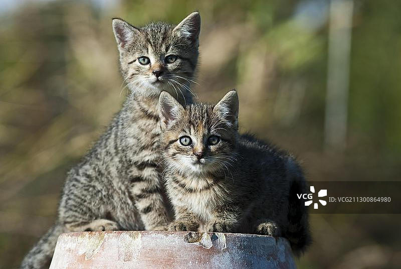 家猫，两只坐在赤陶盆上的小猫图片素材