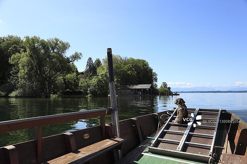 德国巴伐利亚施塔恩贝格湖罗森insel岛渡轮上的腊肠犬图片素材