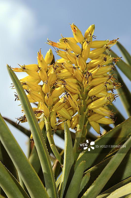 非洲南部 Quiver tree图片素材