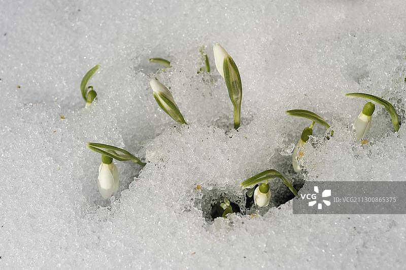 雪地里的雪花莲图片素材