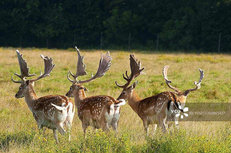 莱茵茨动物园多瑙河维也纳游戏图片素材
