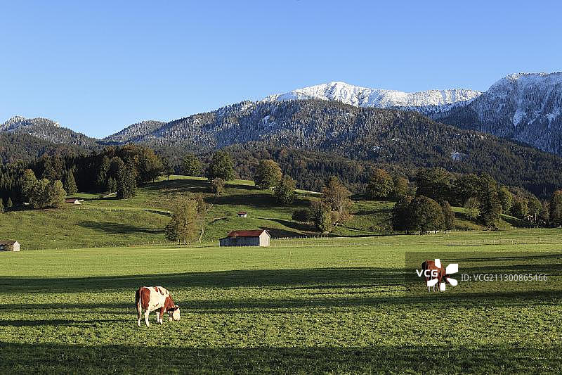 德国巴伐利亚州奥尔施塔特牧场上的小母牛图片素材