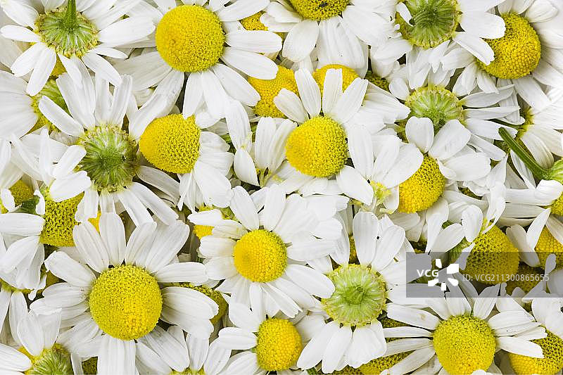 新鲜采摘的洋甘菊（母菊或德国洋甘菊）图片素材
