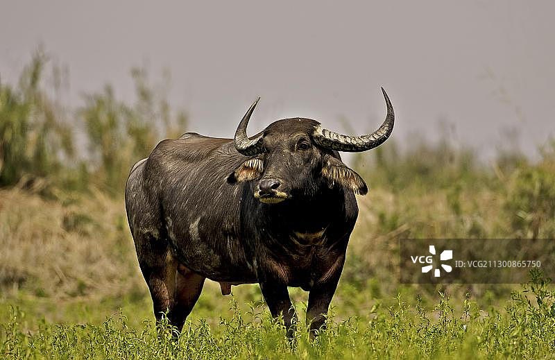 印度阿萨姆邦的野生水牛图片素材