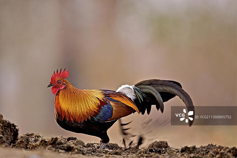 红原鸡（Gallus gallus）雄性在印度阿萨姆邦卡齐兰加国家公园犀牛粪堆上觅食图片素材