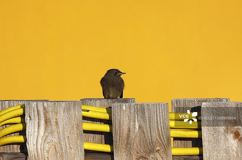 红尾鸲图片素材