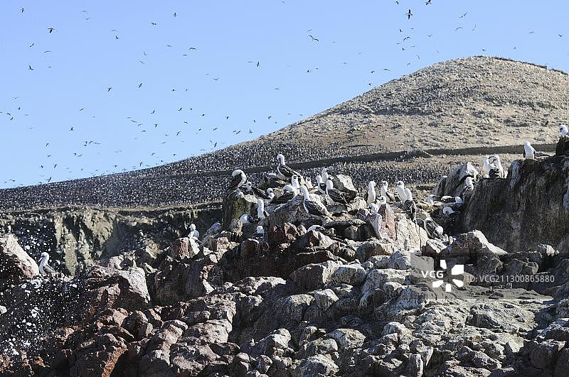 秘鲁鲣鸟，巴耶斯塔斯岛，帕拉卡斯自然保护区，秘鲁图片素材