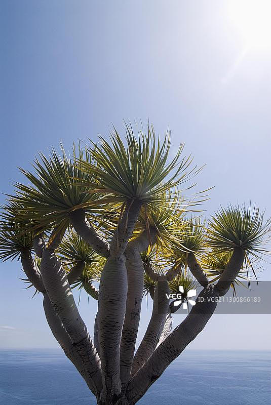 西班牙加那利群岛拉帕尔马岛纳奥斯港海岸的龙血树图片素材