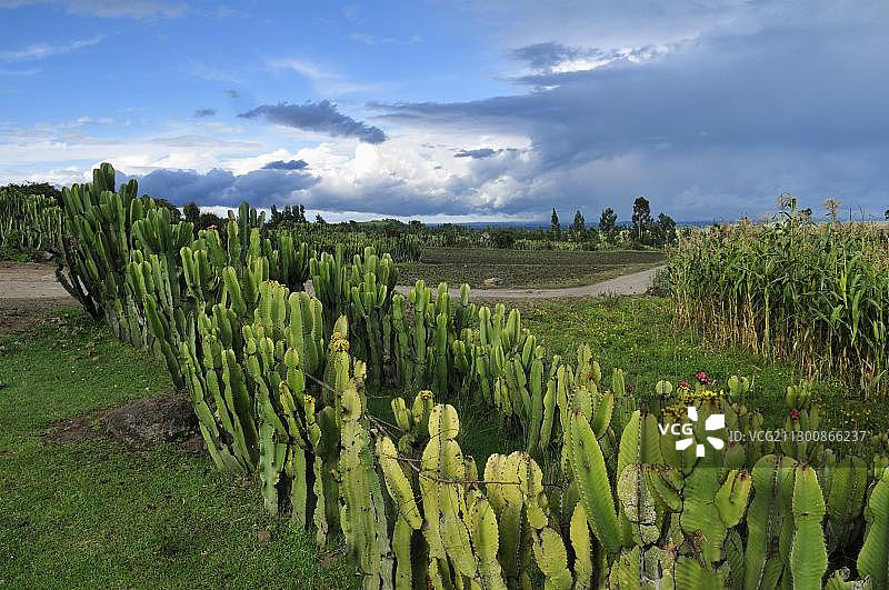 埃塞俄比亚奥罗米亚州戈巴附近，大戟属植物的绿篱图片素材