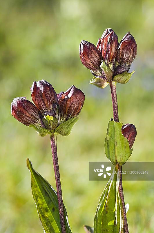 欧洲瑞士伯尔尼州紫色龙胆图片素材