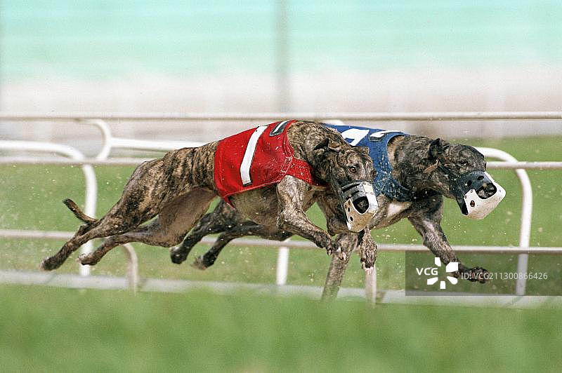 美国佛罗里达州代托纳的猎犬比赛图片素材