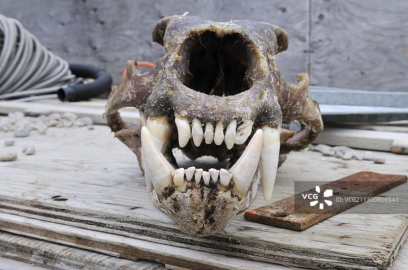 北极熊带牙齿的头骨图片素材