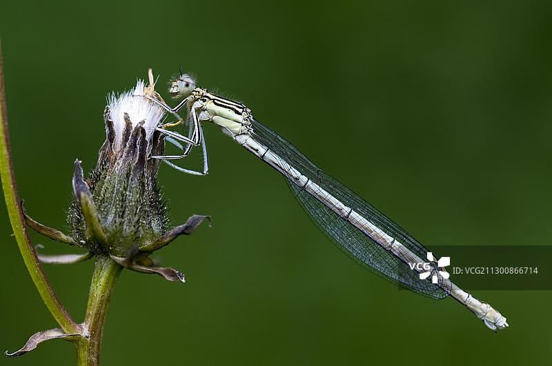 白腿豆娘（雌性），摄于奥地利蒂罗尔州图片素材
