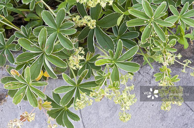 欧洲奥地利蒂罗尔州坦恩贝格帕斯银色斗篷草图片素材