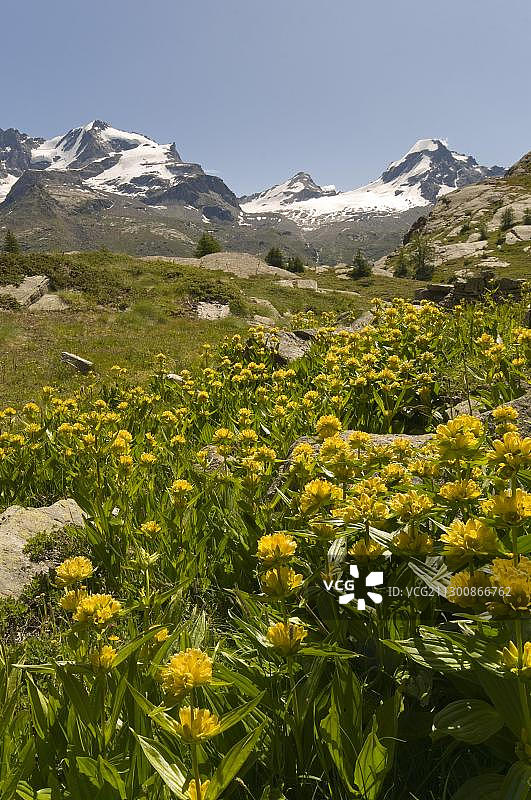 斑点龙胆，意大利大帕拉迪索国家公园图片素材