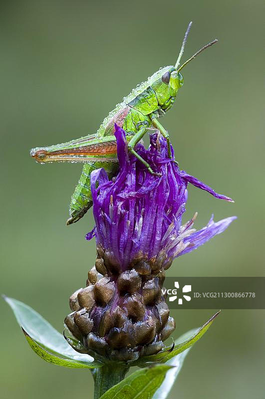 小金蝗虫，位于奥地利蒂罗尔莱希山谷里的里德内湖图片素材
