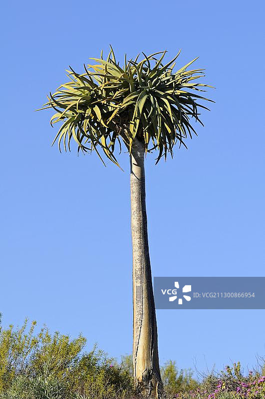箭筒树，南非图片素材
