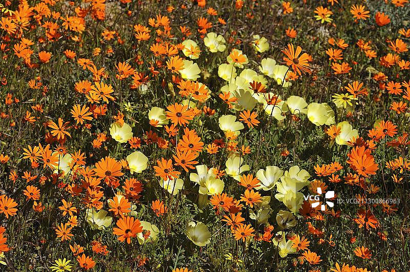 南非 Goegap 自然保护区春天盛开的鲜花图片素材