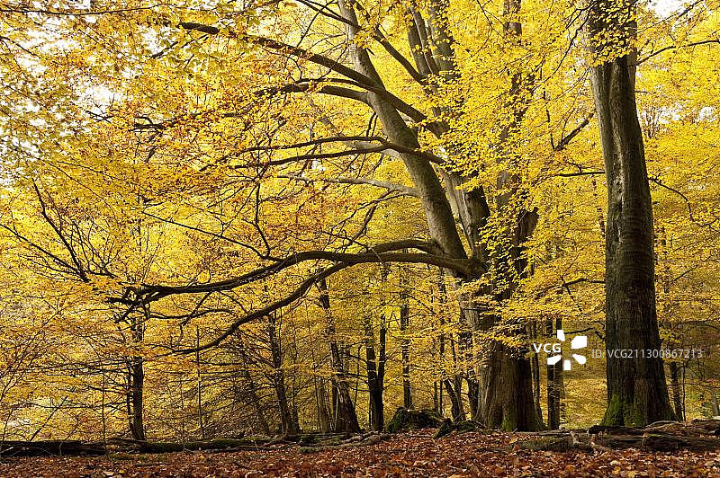 德国萨巴堡原始森林秋季榉树图片素材