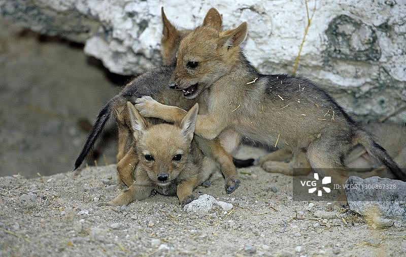 非洲纳米比亚埃托沙的黑背胡狼幼崽图片素材